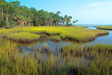 wetland